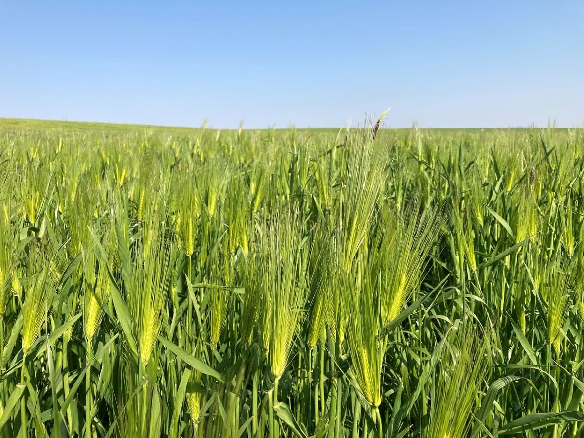 Advanta Partners with nurture.farm to Launch Nutrifeed Germination ...