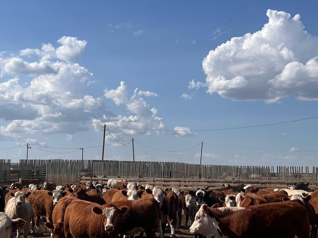 IFAJ BOOT CAMP: All About Agriculture & Farm Visits in Alberta, Canada