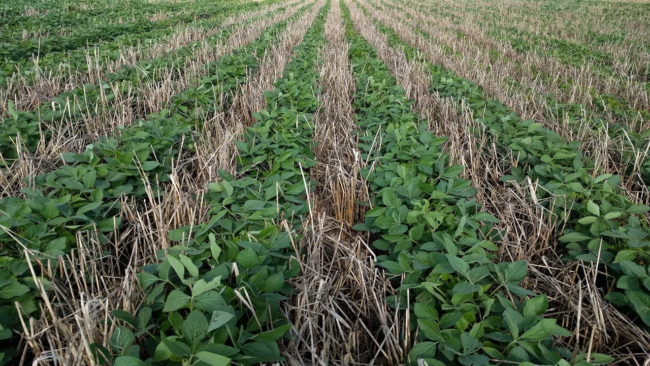 Cover Crops' Role in Climate Change Mitigation