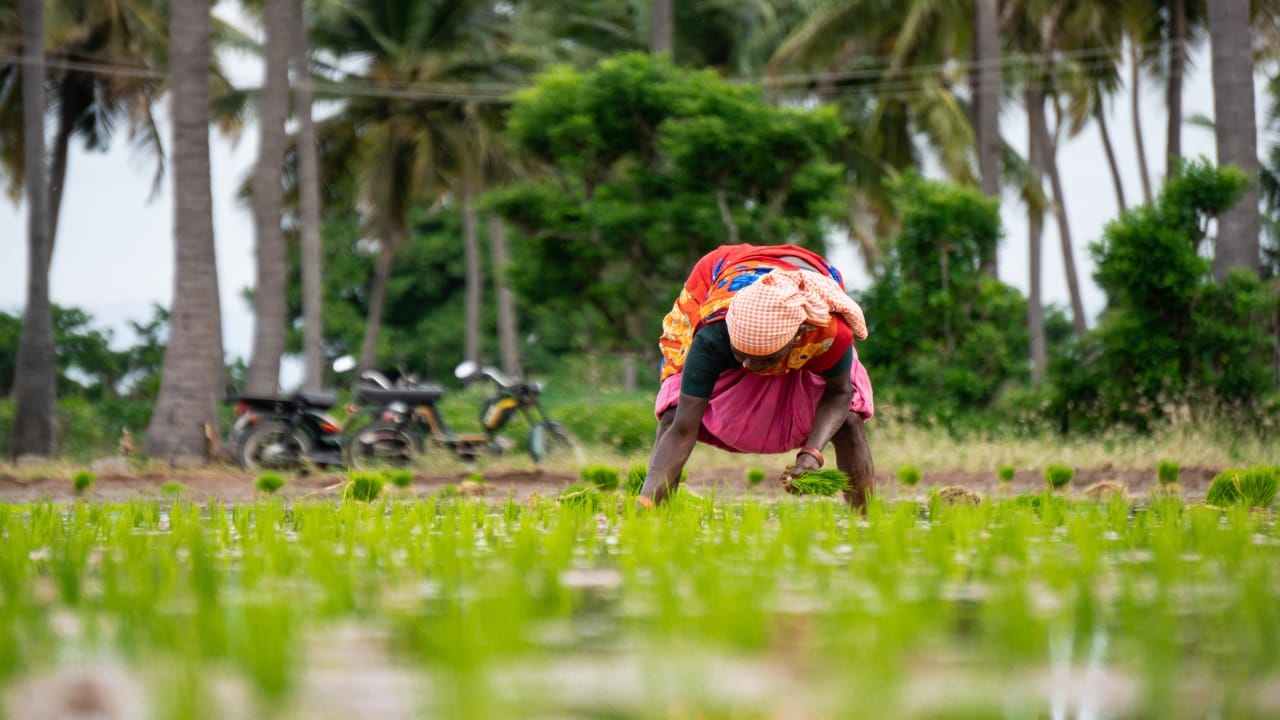 Bayer Aims to Expand Direct-Seeded Rice Farming to 1 Million Hectares ...