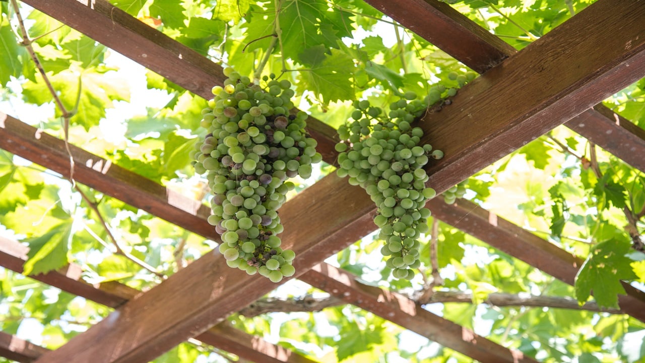 Grapevine System Revolutionizing Grapevine Cultivation: The Game-Changing 'Telephone ...