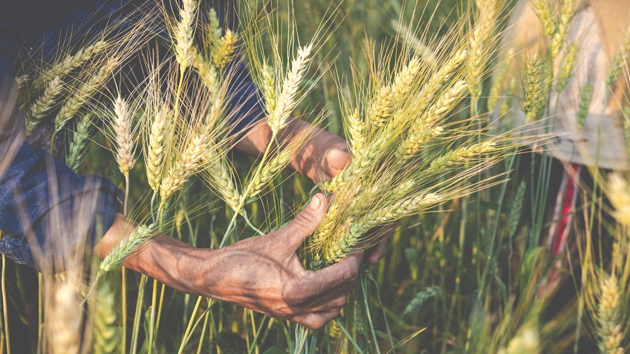 2380 High-Yielding Crop Varieties Introduced in Last 9 Years in ...