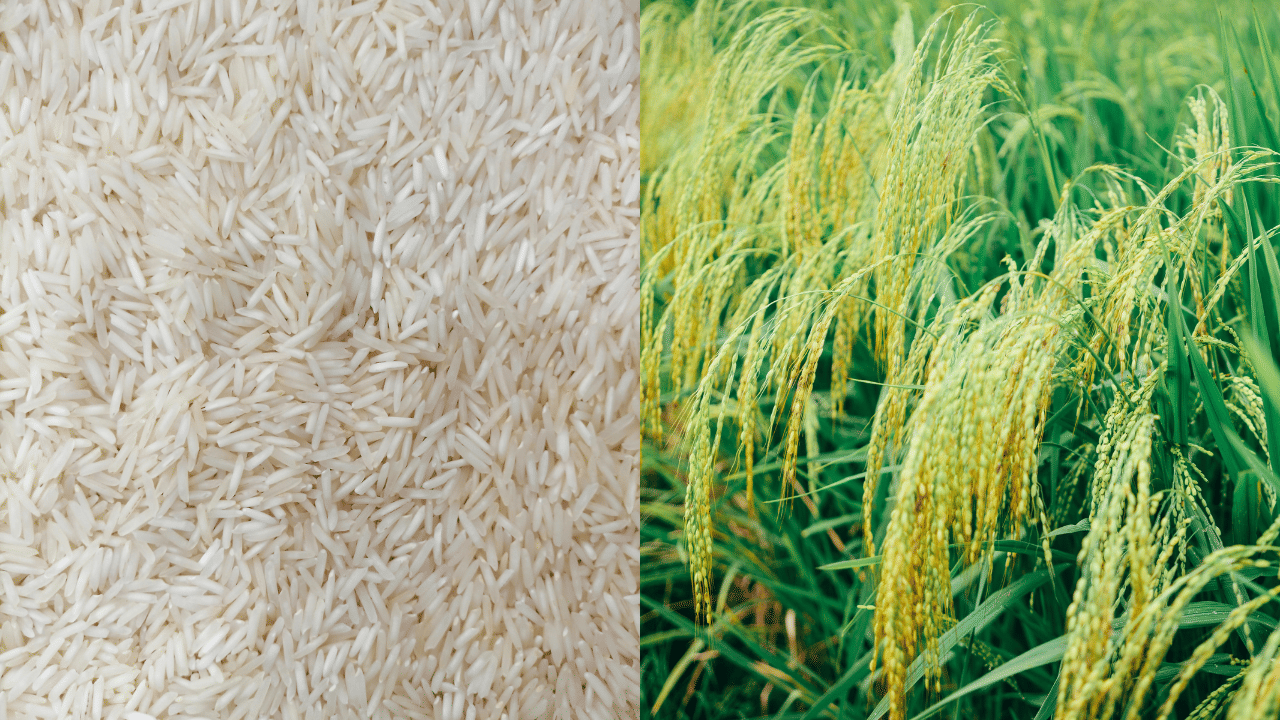 Mandi Updates: Wholesale Rates for Basmati Rice on the Rise in Multiple ...