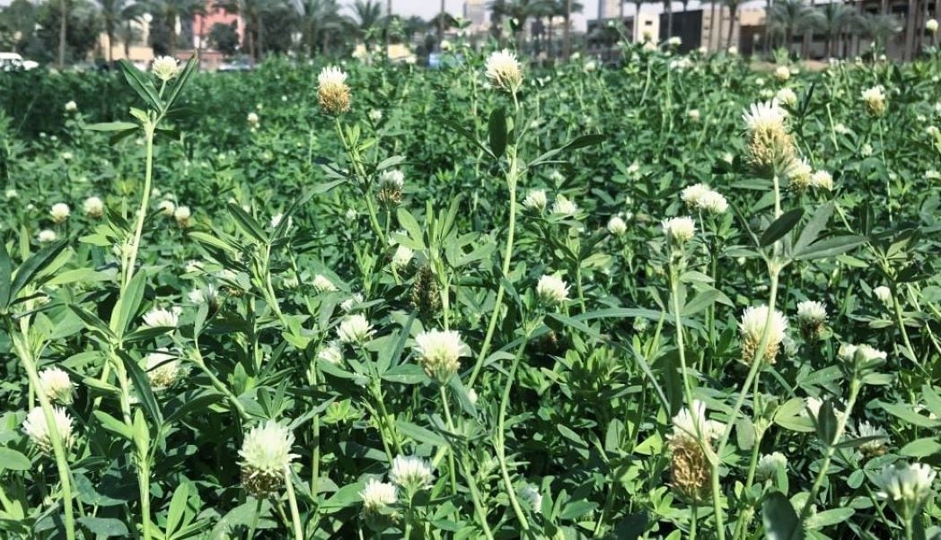 Fodder Crops' Potential: Maximizing Crop Yield and Income with Berseem ...