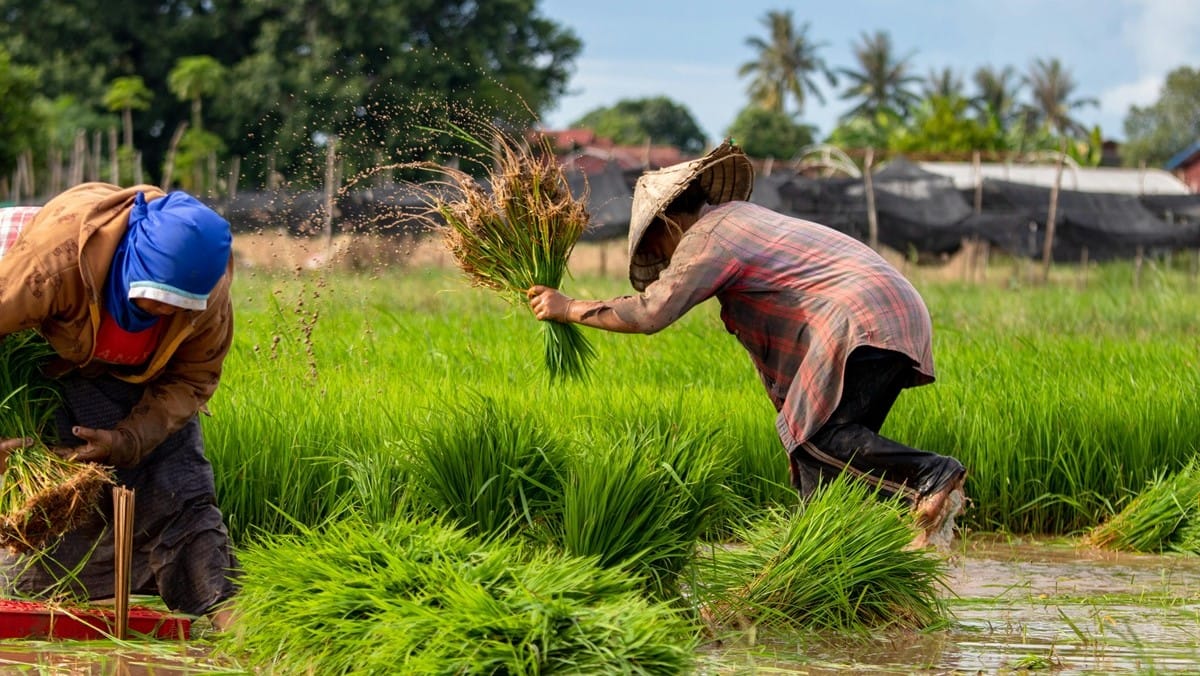 Blog Promoting Rice IRRI & Vietnam Launches Model Rice Fields to Promote Sustainable ...