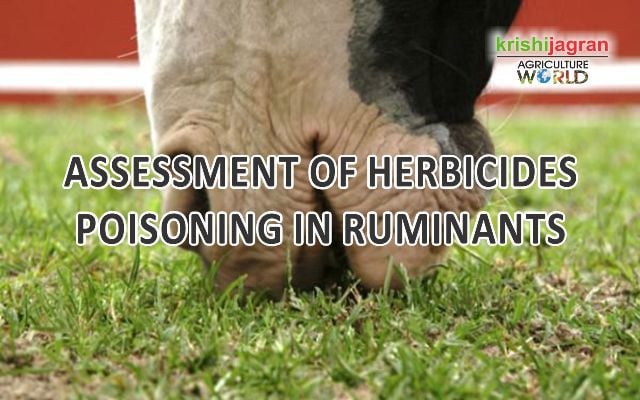 ASSESSMENT OF HERBICIDES POISONING IN RUMINANTS