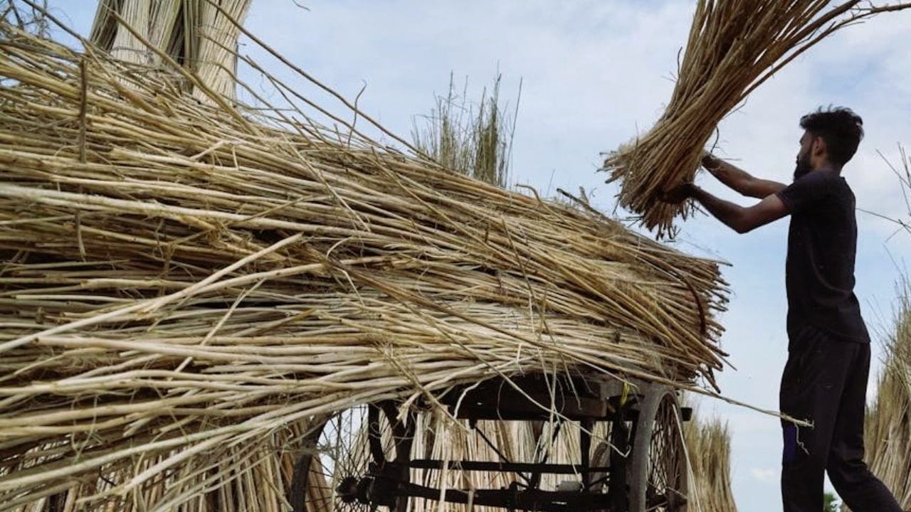 West Bengal's Jute Industry Faces Crisis Amid Slumping Demand and ...