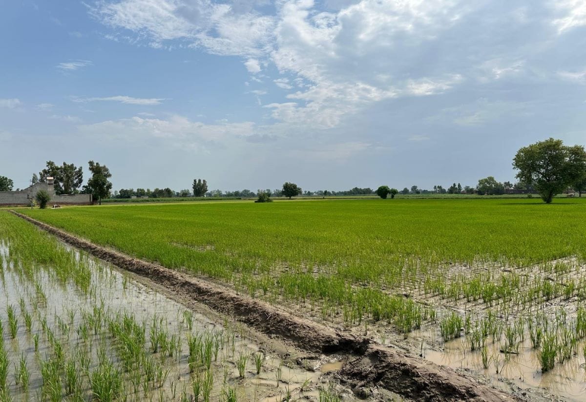 Corteva Agriscience Drives Adoption of DSR for Improved Farm ...