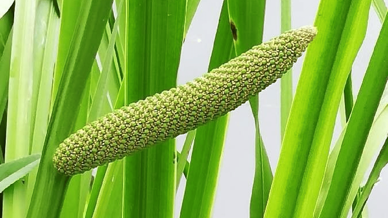 Sweet Flag Reed Sweet Flag Cultivation Guide: A Herbal Remedy for Digestive and ...